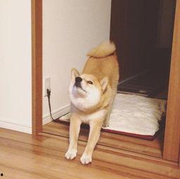 休息勿扰搞笑图片,休息勿扰，笑点连连