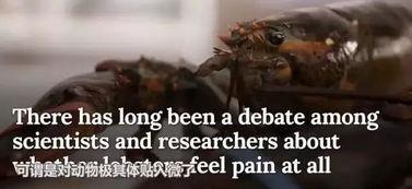 dongwu搞笑吧,动物界的欢乐喜剧团